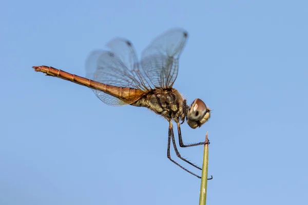 Australiska Dragonfly Uppflugna Gräs Stjälk — Stockfoto
