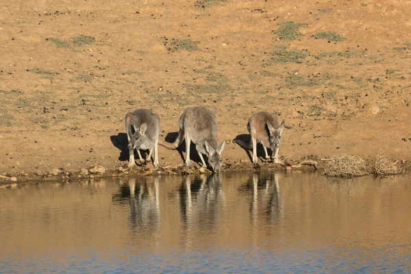 Vörös Kenguru Víznyelőben Iszik — Stock Fotó