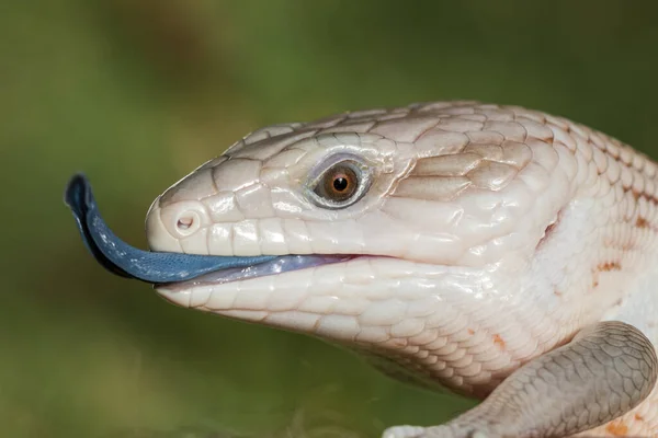 Blåtunga Ödla Med Tungan Flimrande — Stockfoto