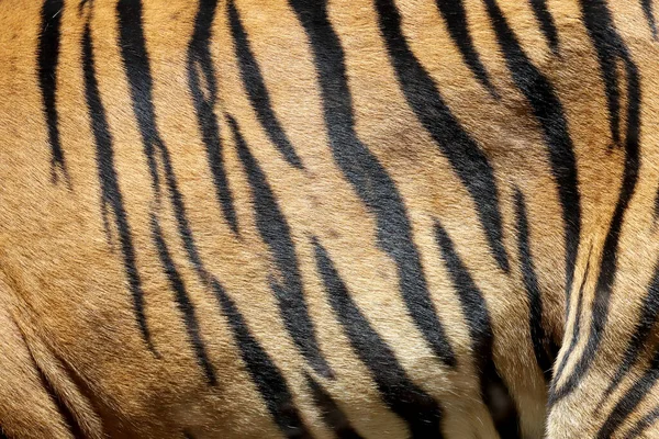 Nahaufnahme Von Gefangenem Sumatra Tiger — Stockfoto