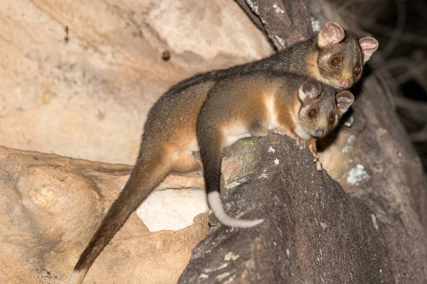 Australian Ring Tailed Possums — Stock Photo, Image