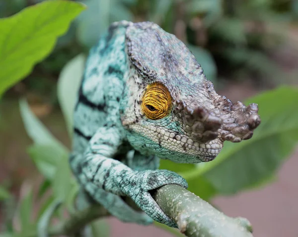 Male Parson Chameleon Madagascar — Stock Photo, Image