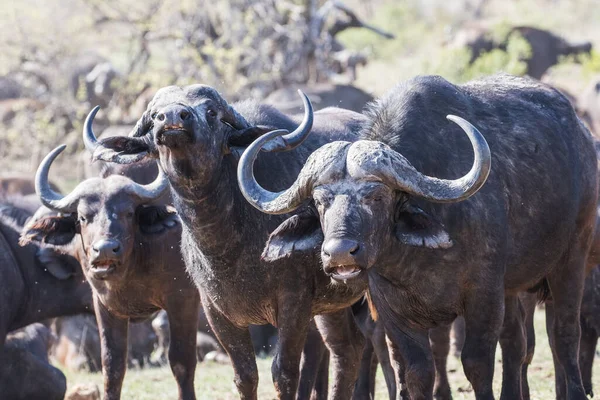 Zbliżenie Afrykańskiego Przylądka Buffalo — Zdjęcie stockowe