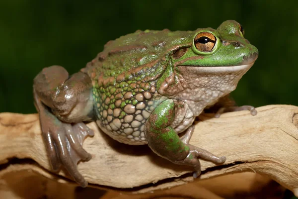 Nesli tükenmekte olan Gürleyen Çimen Kurbağası