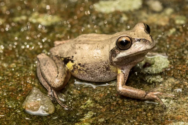 Perto Whistling Tree Frog — Fotografia de Stock