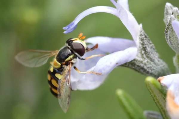 Australische Biene Sammelt Nektar Auf Rosmarinblüte — Stockfoto