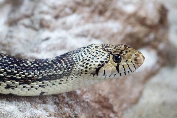 Gopher Yılanı 'na yaklaş.