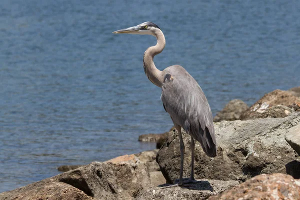 Μεγάλη Blue Heron Βράχους — Φωτογραφία Αρχείου