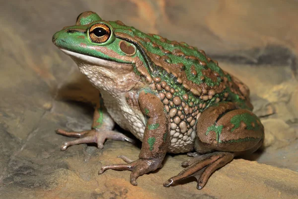 Nesli tükenmekte olan Gürleyen Çimen Kurbağası  