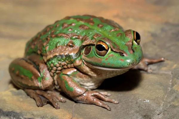 Gefährdeter Knurrender Grasfrosch — Stockfoto