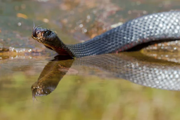 Red Bellied Black Snake Reflection Water — Stock Photo, Image