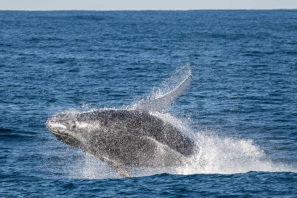 Büyük Kambur Balina İhlali 