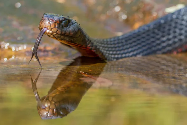 Red Bellied Black Snake Reflection Water — Stock Photo, Image