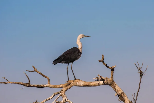 Australiska Vit Halsad Heron — Stockfoto