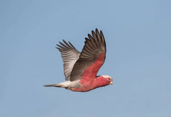 Pembe Gri Galah Uçuyor — Stok fotoğraf