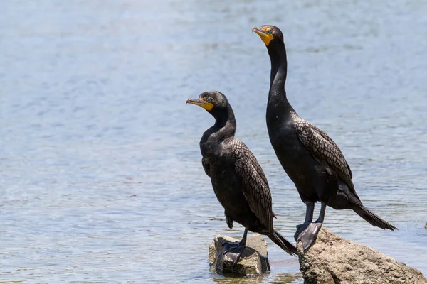 ダブルクレストのCormorantペア — ストック写真