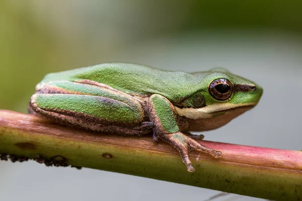 Dwarf Tree Frog Resting Fern Frond — Stock Photo, Image