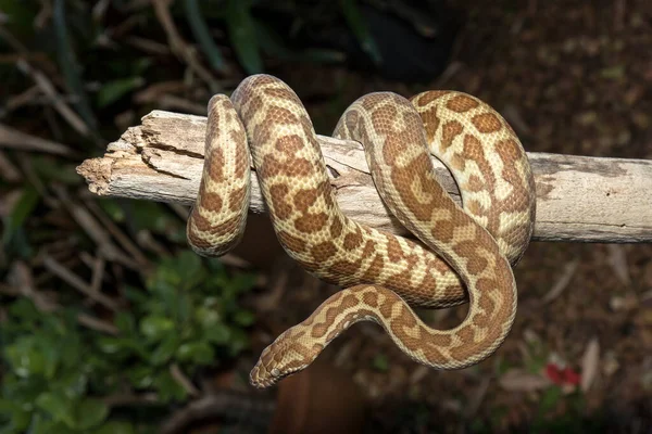 Stimson Python Curled Log — Stock Photo, Image