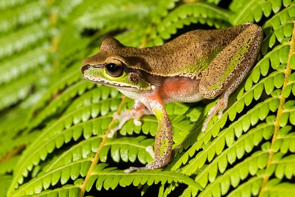 Montanhas Azuis Árvore Sapo — Fotografia de Stock