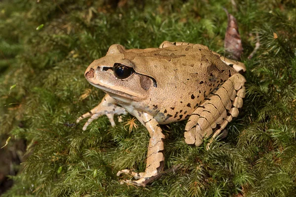 マダガスカルの閉鎖トマトカエル — ストック写真