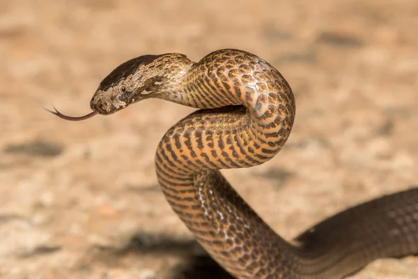 Coronato Oro Snake Tremolante Lingua — Foto Stock