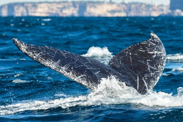 Nurkowanie Hump Back Wieloryb Sydney Australia — Zdjęcie stockowe