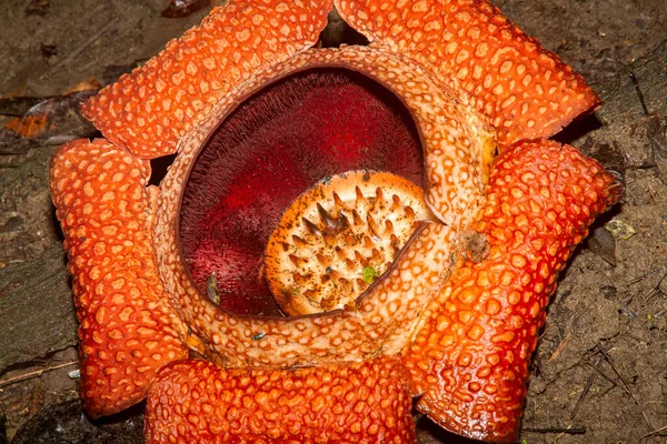 Rafflesia Planta Parásita Sabah Borneo —  Fotos de Stock