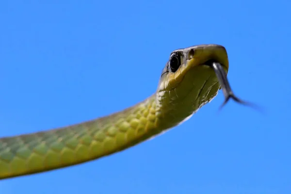 Comon Tree Snake Língua Cintilante — Fotografia de Stock