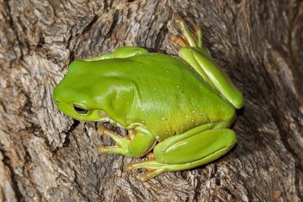 Australischer Grüner Laubfrosch — Stockfoto