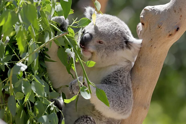 Koala Voeden Met Kauwgom Bladeren — Stockfoto