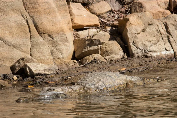 Пресноводный Крокодил Ущелье Северной Территории Австралии — стоковое фото
