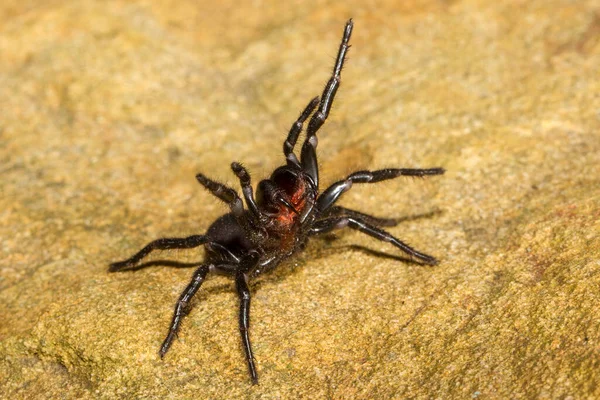 Sydney Trichternetzspinne Abwehrhaltung — Stockfoto