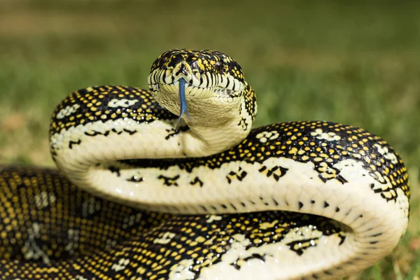 钻石蟒蛇在防守姿势与舌头摇曳 — 图库照片