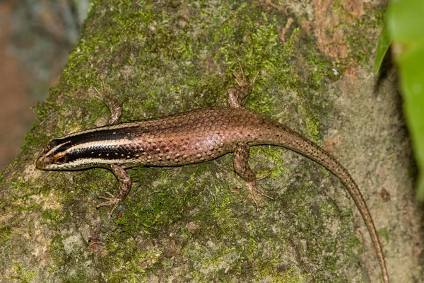 Skink Drzewa Pasiastego Borneo — Zdjęcie stockowe