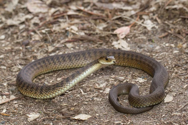 Άγριο Φίδι Φίδι Του Ποταμού Κλάρενς — Φωτογραφία Αρχείου