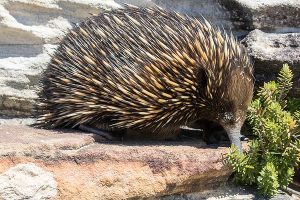 Echidna Pico Corto Que Busca Alimento Durante Día — Foto de Stock