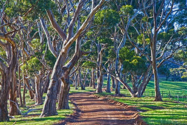 Countr Road Kangaroo Island South Australia — Stock Photo, Image