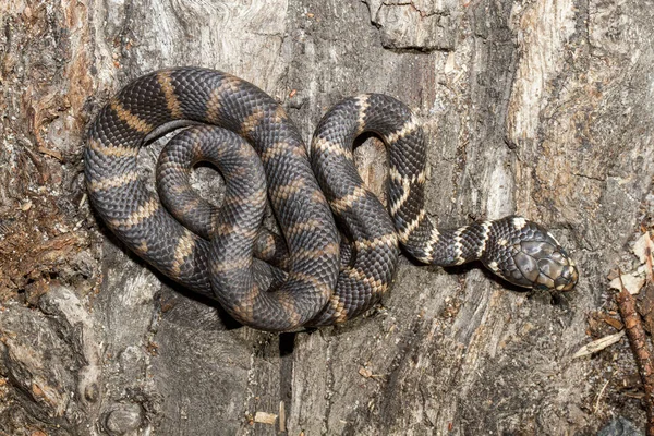 Venomous Stephen Banded Snake — Stock Photo, Image