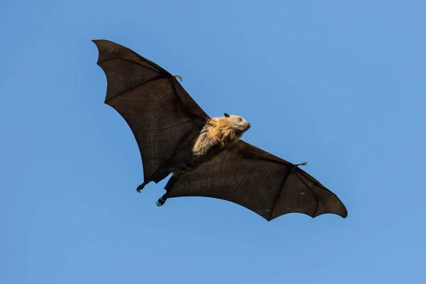 Grey Headed Flying Fox Flight — Stock Photo, Image