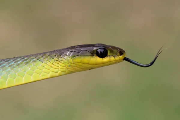 普通树蛇用舌头品尝空气 — 图库照片