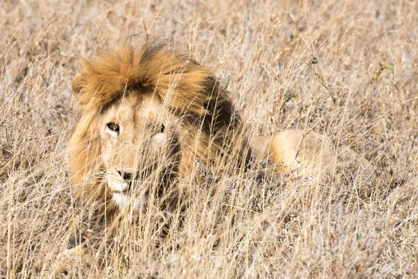 Çimlerde Afrika Aslanı — Stok fotoğraf