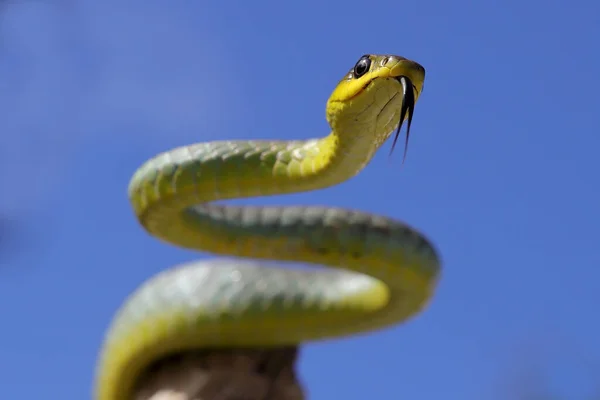 Cobra Árvore Comum Com Língua Piscando — Fotografia de Stock