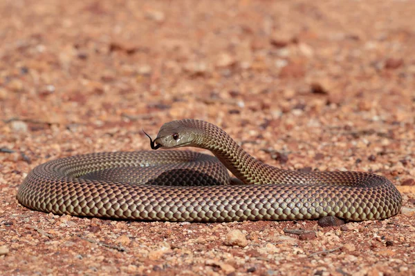 Mulga Serpent Brun Roi — Photo