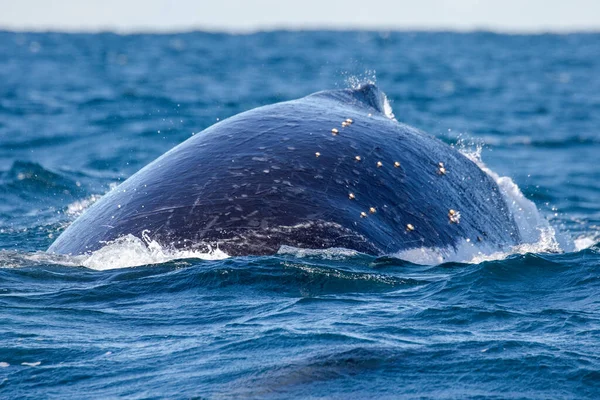Κατάδυση Φάλαινας Humpback Ανοικτά Sydney Αυστραλία — Φωτογραφία Αρχείου