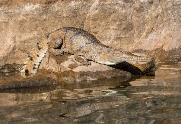 Крокодилы Пресной Воде — стоковое фото
