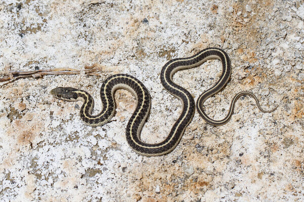Wandering Garter Snake on salt flats at Mono Lake