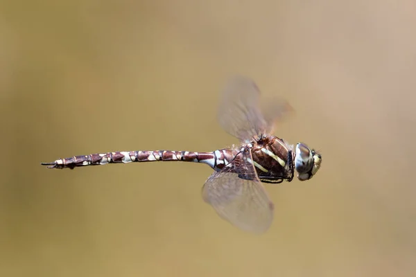 Blue Spotted Hawker Dragonfly Flygning — Stockfoto