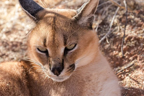 Sivatagi Lynx Karacálja Namíbiából — Stock Fotó