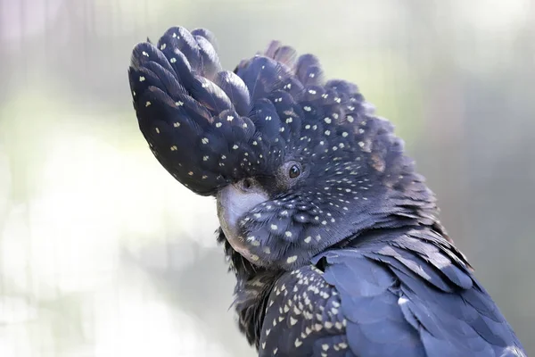 Cacatua Preta Cauda Vermelha — Fotografia de Stock