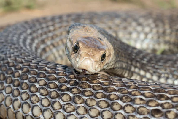 Eastern Brown Snake Fliking Tongue — стоковое фото
